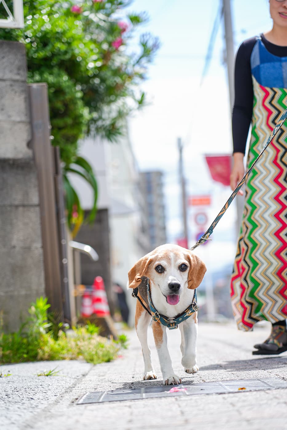 ペットの撮影：鹿児島市の写真館フォトスタジオMRU(エムル)